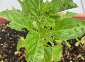 Earwig damage on basil plant.