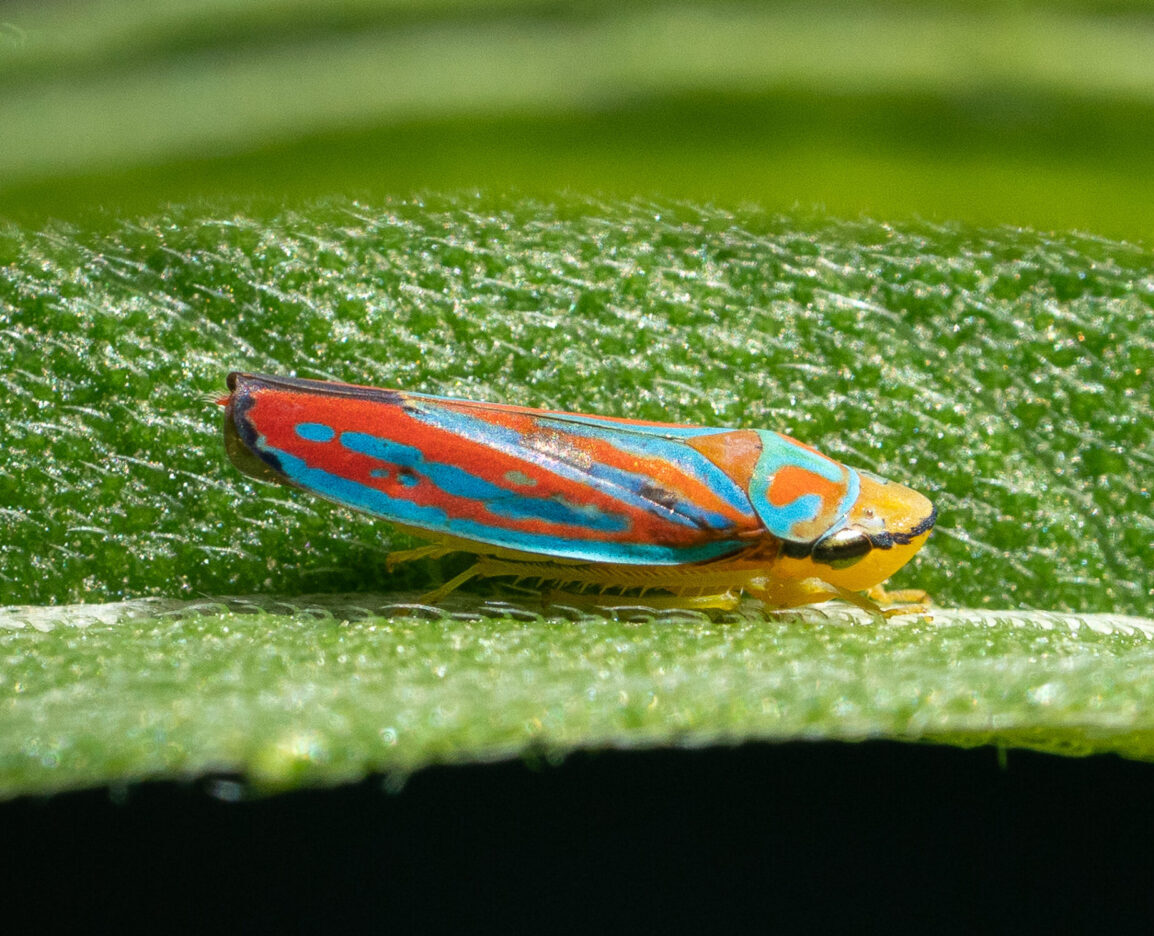 leafhopper on a leaf