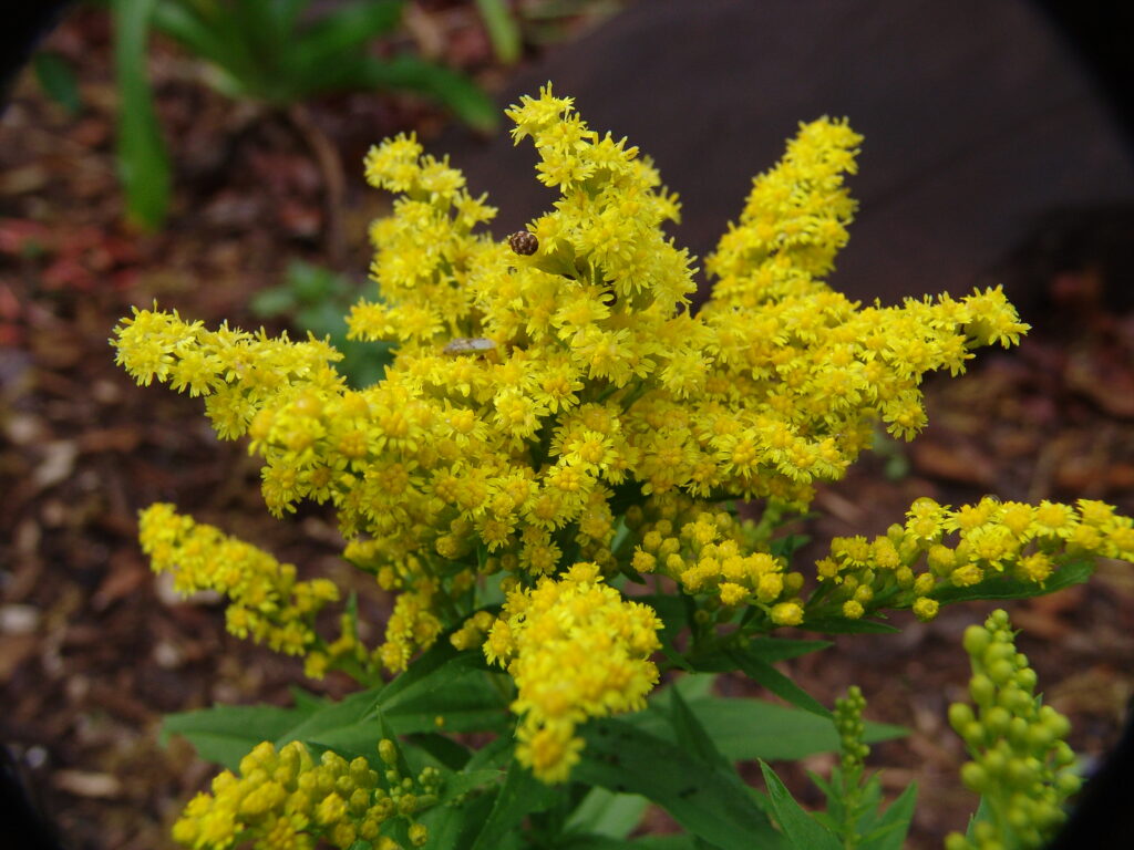 goldenrod