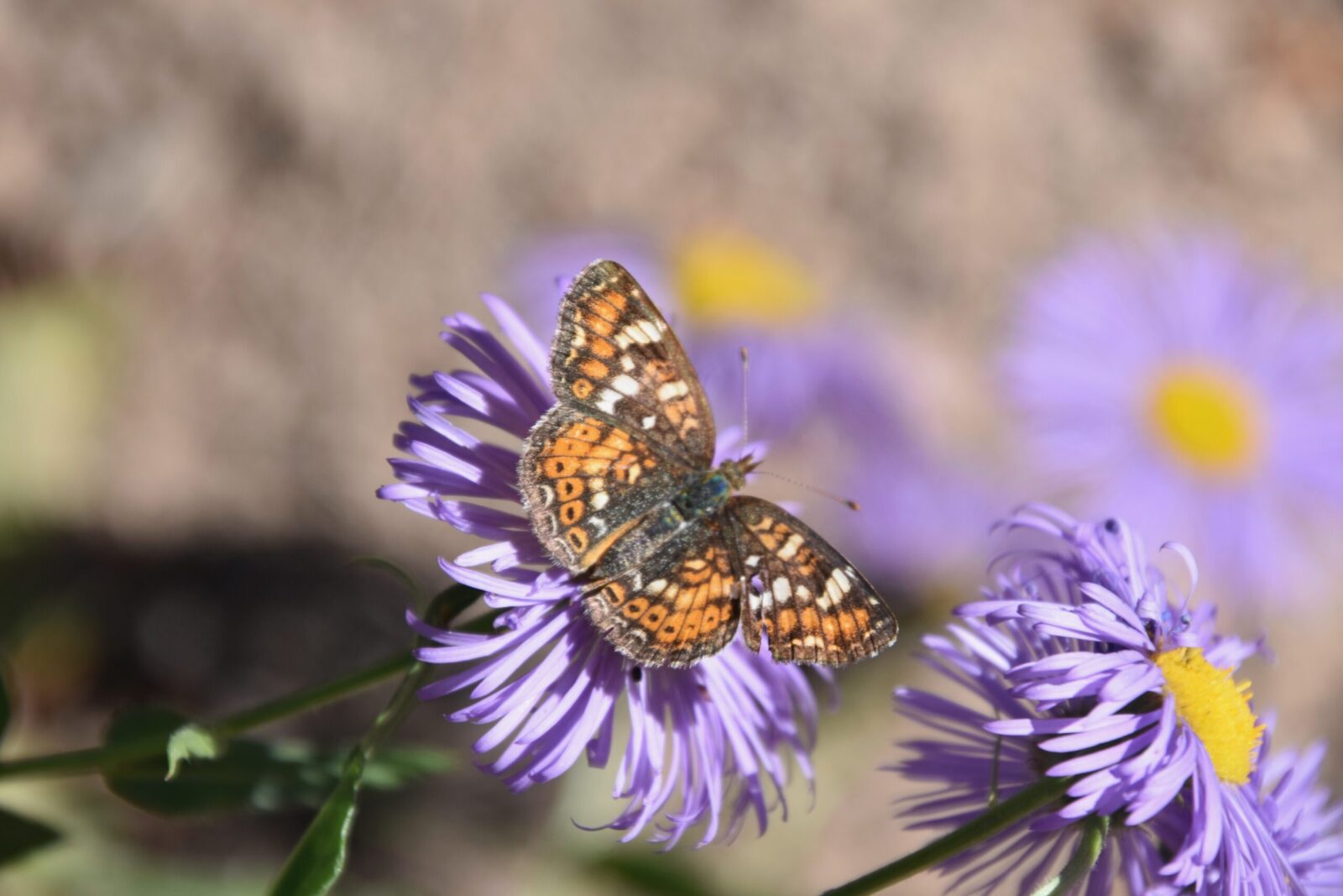 Plant fall blooming plants like this aster to keep pollinators thriving until winter.