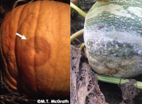 Phytophthera Blight in Squash