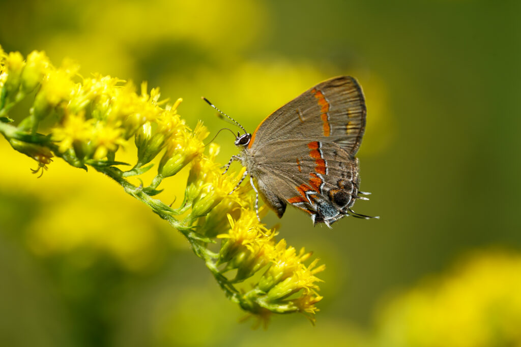 A red-banded hairstreak butterfly on goldenrod