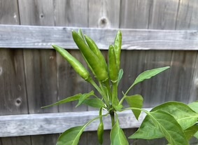 Skyline Red Thai Chili