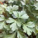 Parsley is one of many herbs that grow well in mild winters.