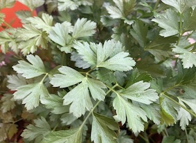 Parsley is one of many herbs that grow well in mild winters.