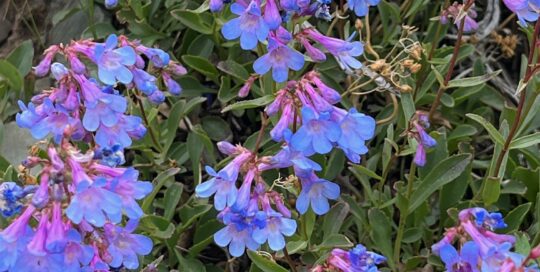 Penstemons are fairly easy to grow, but do suffer from a few diseases.