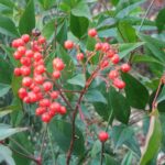Nandina berries