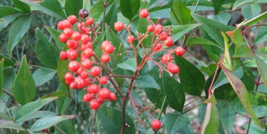 Nandina berries