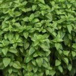 Everleaf Lemon Basil