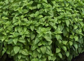 Everleaf Lemon Basil