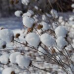 snow-covered monarda seed heads