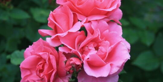 Look for roses with disease resistance to blackspot and powdery mildew.