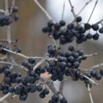 Common buckthorn ranks among bad berries because nothing much eats them.