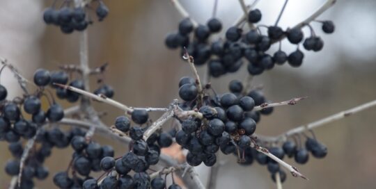 Common buckthorn ranks among bad berries because nothing much eats them.