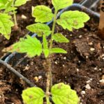 Troubleshooting seedling issues