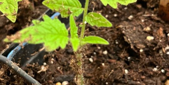 Troubleshooting seedling issues