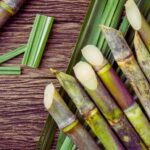 Basic how to grow sugar cane