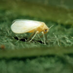 Silverleaf whitefly photo by USDA/Scott Bauer