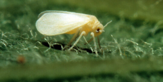 Silverleaf whitefly photo by USDA/Scott Bauer