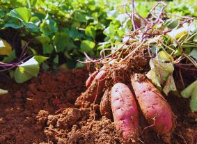 sweet potatoes