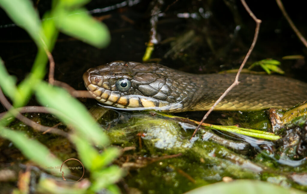 plain-bellied watersnake