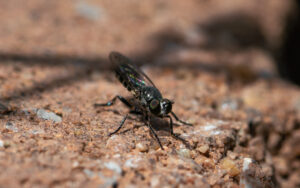 Common Micropanther Atomosia puella