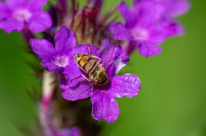 Margined Calligrapher Toxomerus marginatus