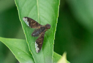 Sinuous Bee Fly, Hemipenthes sinuosa