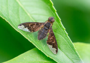 Sinuous Bee Fly Hemipenthes sinuosa