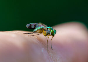 A beautiful, metalic green fly
