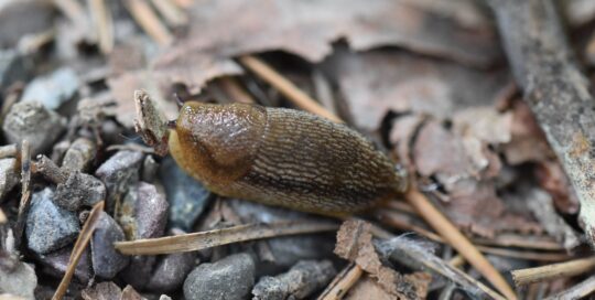 Slugs are slow moving garden destroyers.