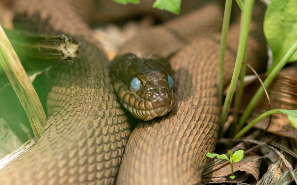 plain-bellied watersnake