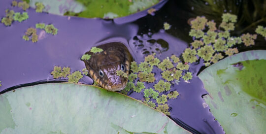 Plain-bellied watersnake