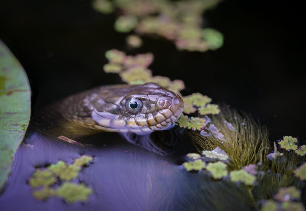 plain-bellied watersnake