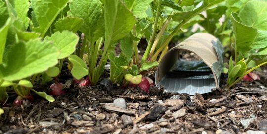 Use duct tape and a paper roll to capture pill bugs.