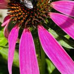 A bumble bee pollinating a purple coneflower.
