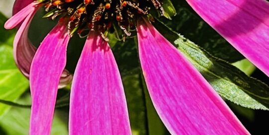 A bumble bee pollinating a purple coneflower.