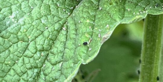 Ants, aphids, and ladybugs on catnip plant