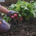 A vegetable garden bed with a person harvesting radishes and spinach.