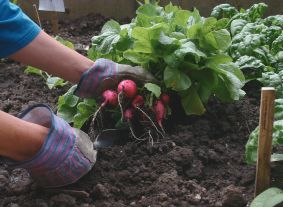 A vegetable garden bed with a person harvesting radishes and spinach.