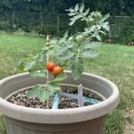 Sugar Basket tomato