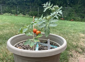 Sugar Basket tomato