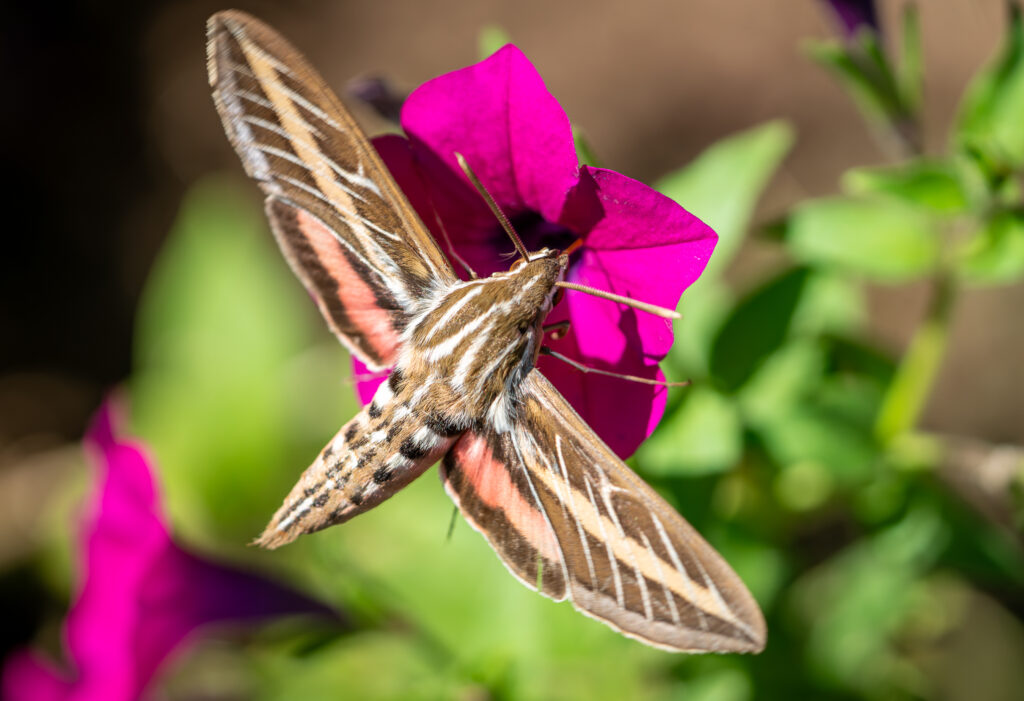 White-lined sphinx moth on a pink petunia