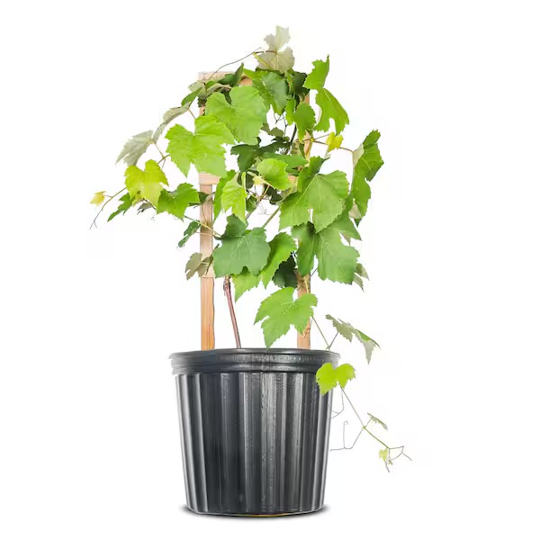 flytrap plant Venus Fly Trap Carnivorous Plant