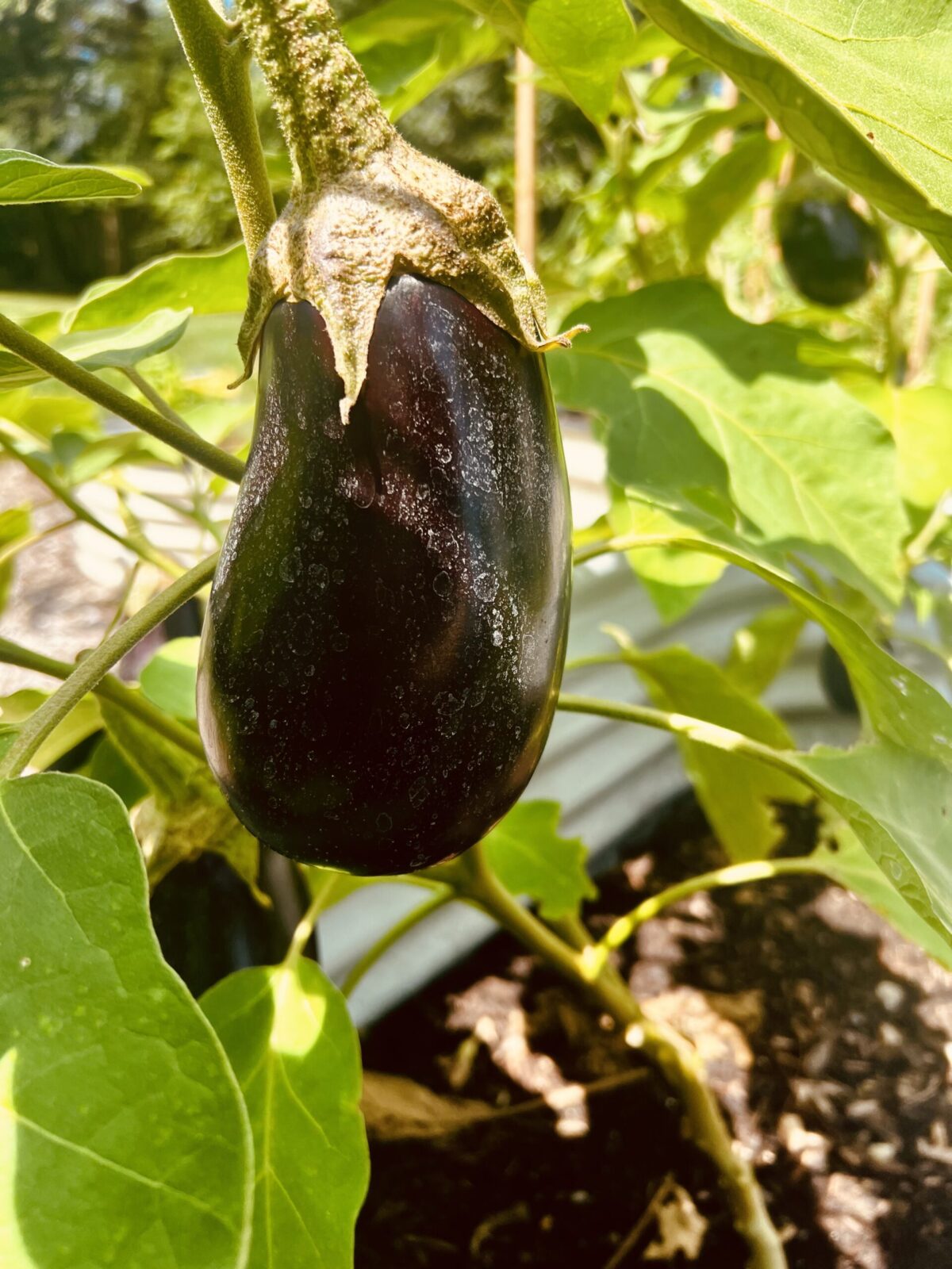 Growing Eggplant in Containers - Planters Place