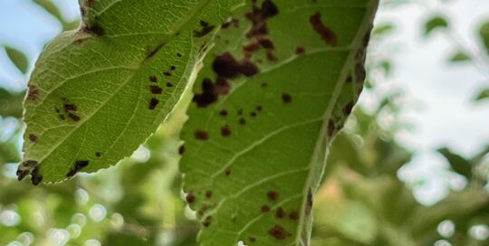 Apple scab splotches were very distinct.