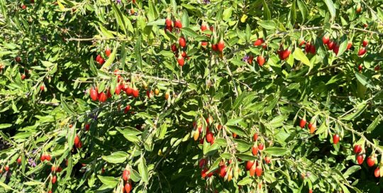 Goji berries have plenty of health benefits.