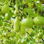 green gourds