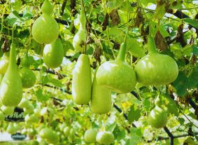 green gourds