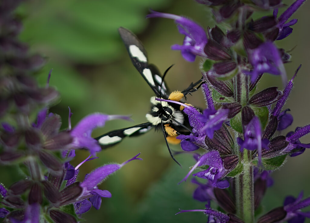 eight-spotted forester moth